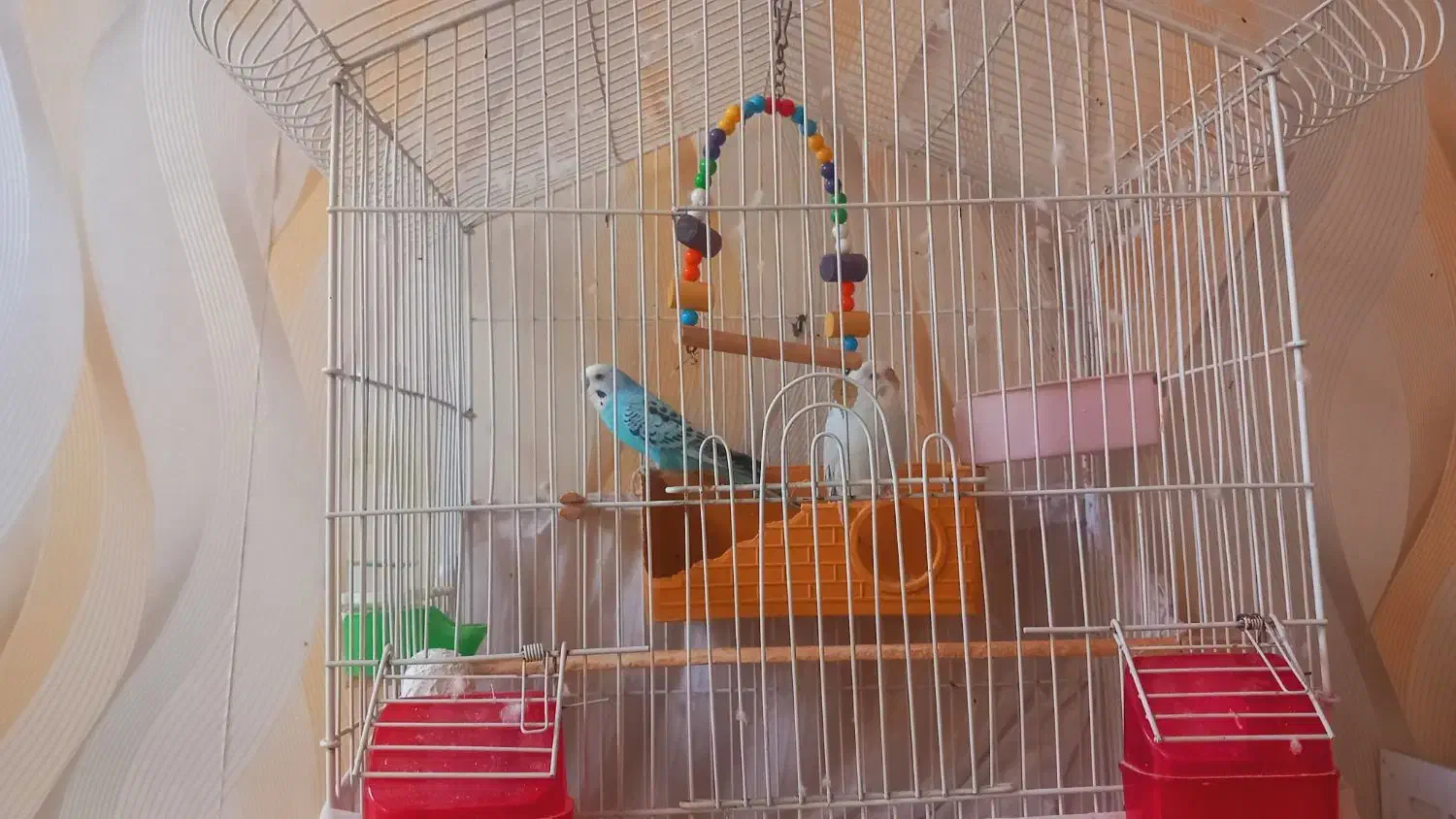 مرغ عشق|پرنده|محمدیه-قزوین, |دیوار