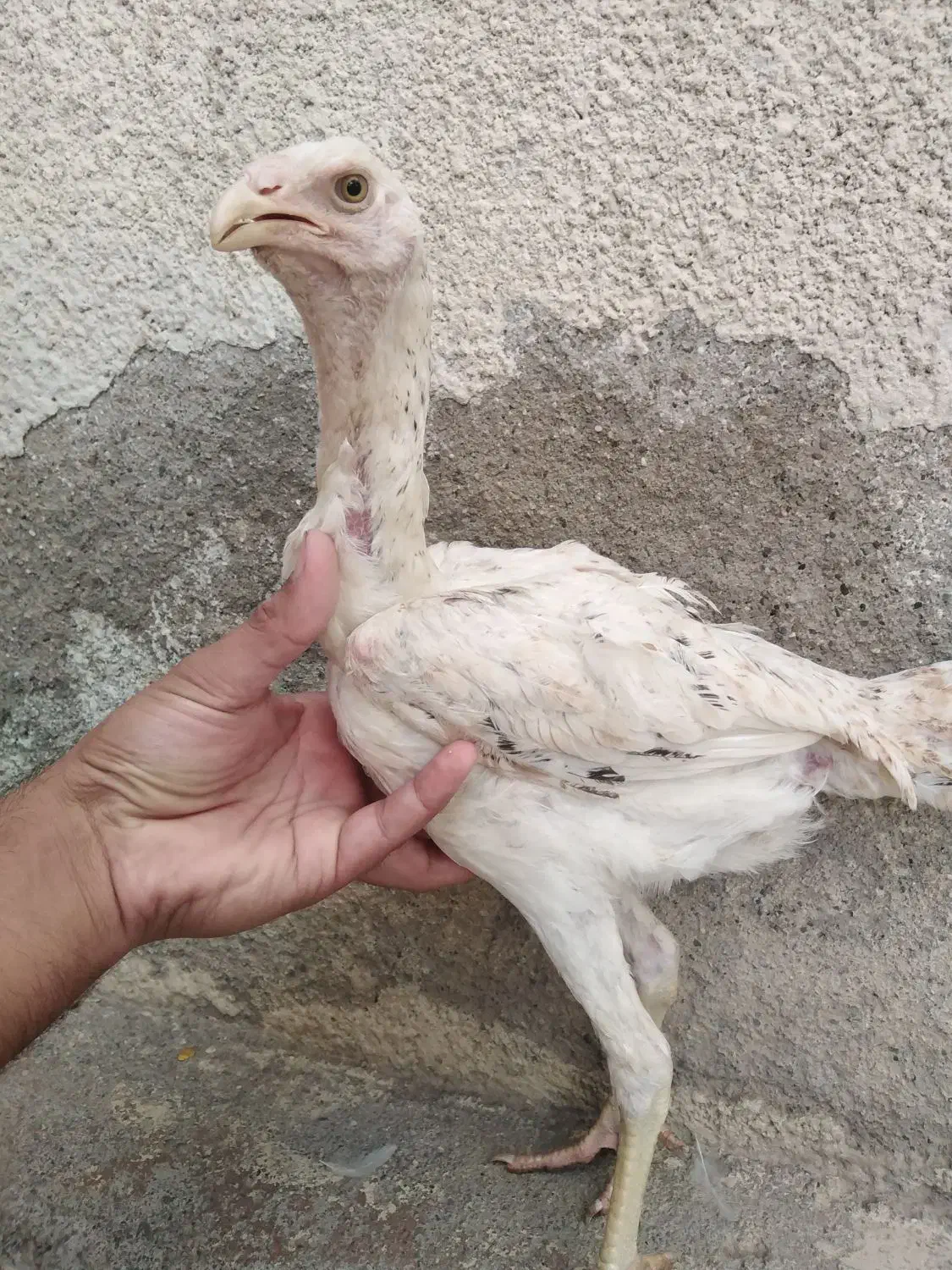 جوجه لاری، مرغ و خروس لاری...|حیوانات مزرعه|تربت جام, امام|دیوار