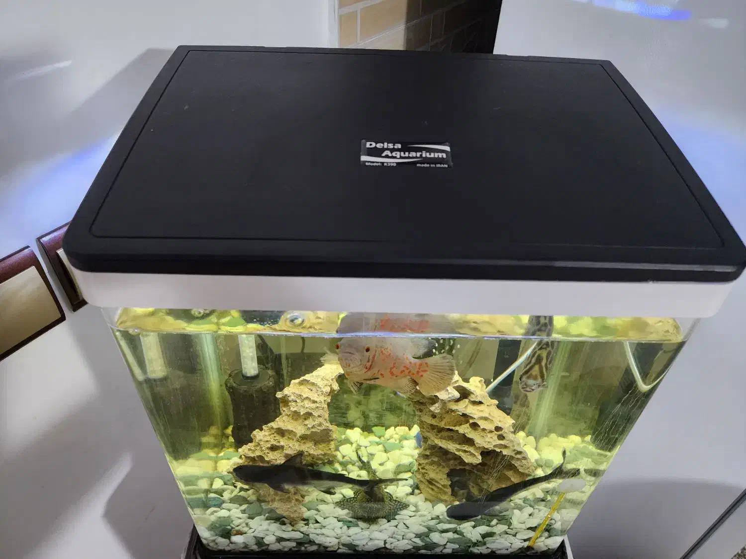 اکواریوم K390|ماهی|برازجان, |دیوار