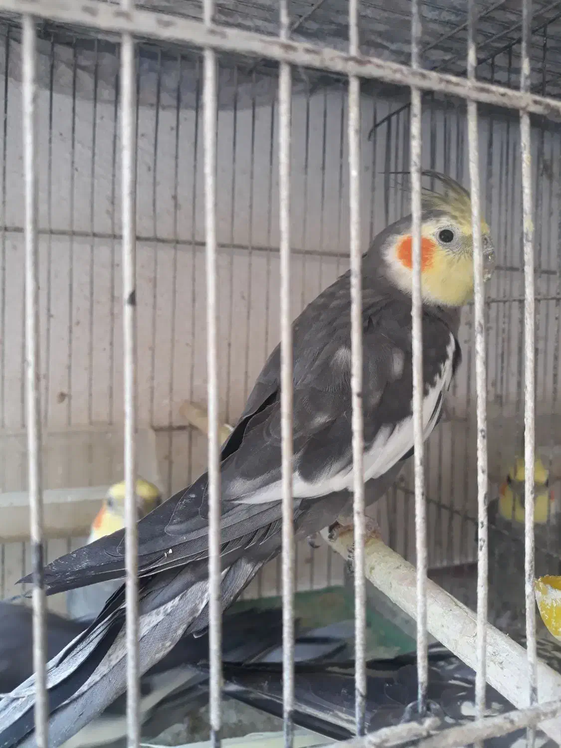 طوطی|پرنده|رشت, حمیدیان|دیوار