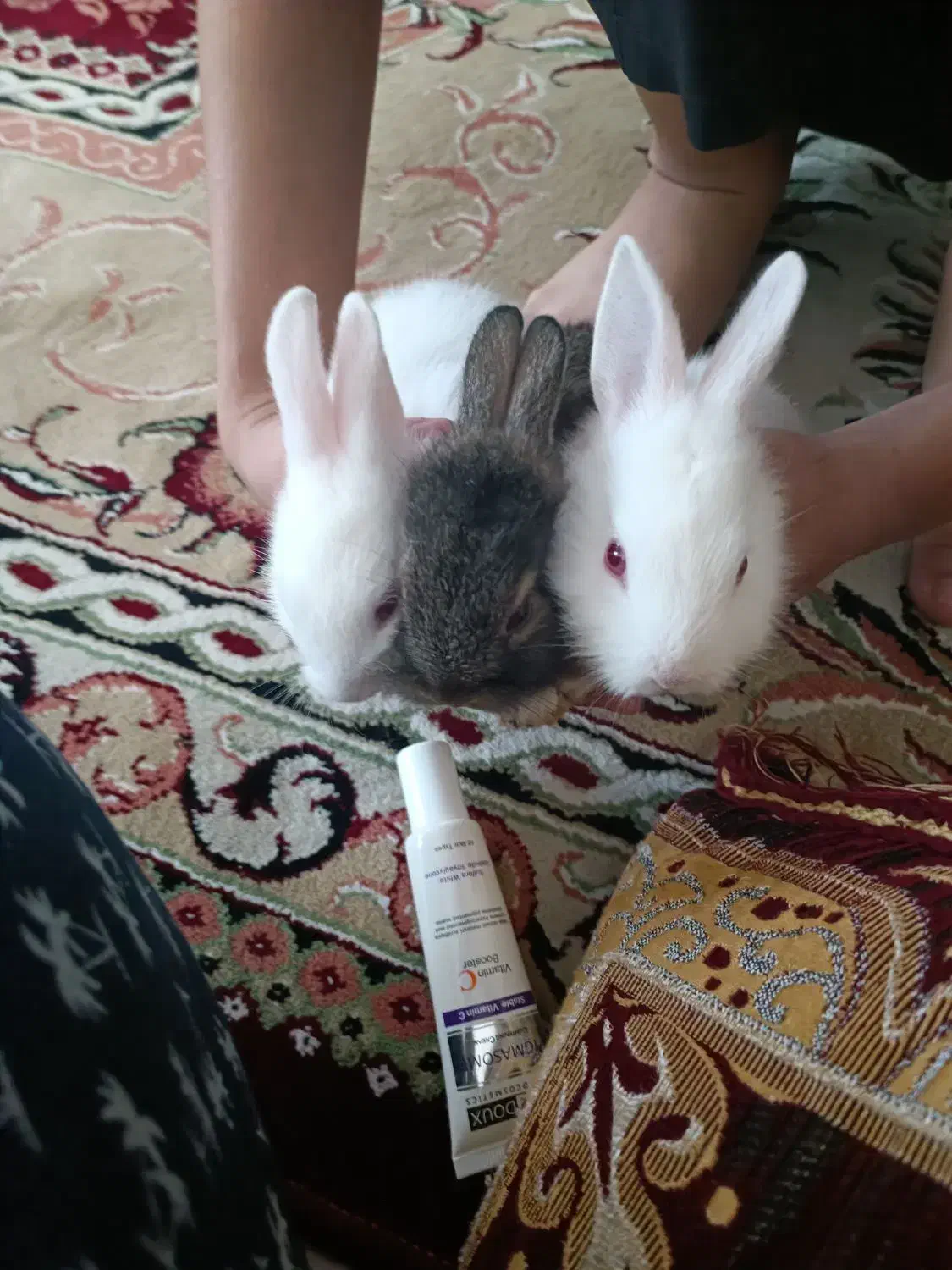 بچه خرگوش ۳ماهه|موش و خرگوش|اسلامشهر, شهرک قائمیه|دیوار