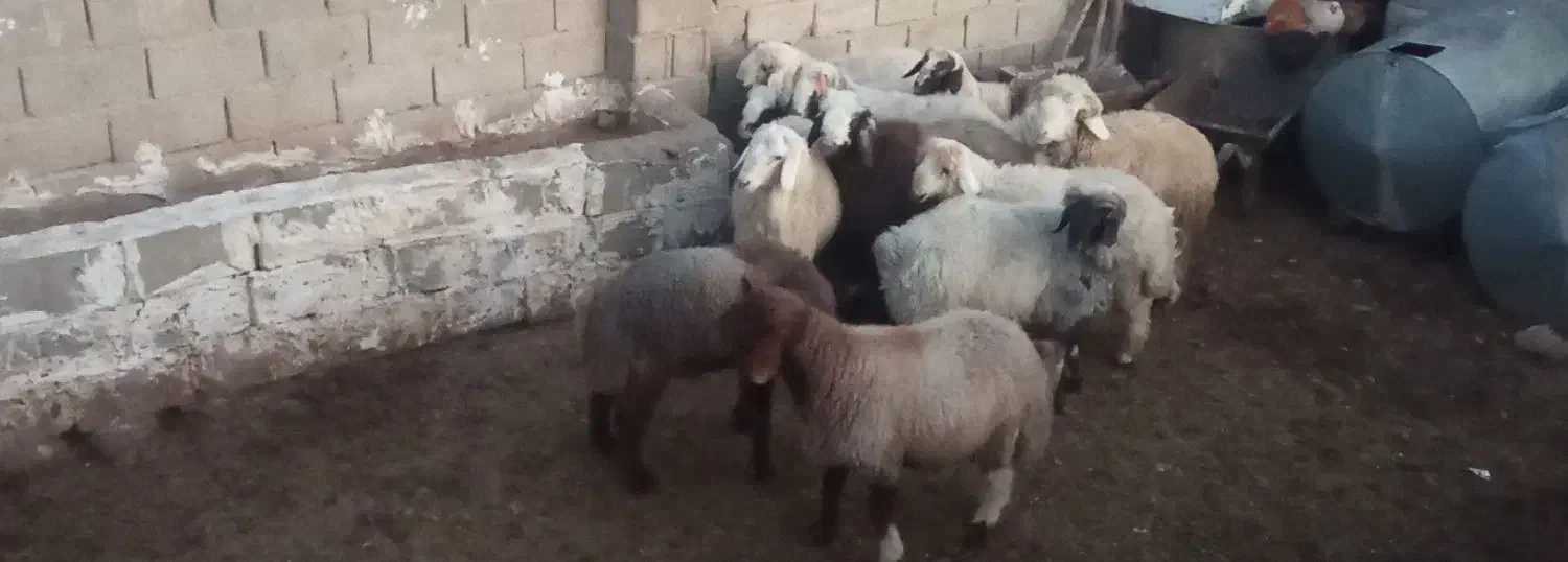 بره|حیوانات مزرعه|سپیدان, |دیوار