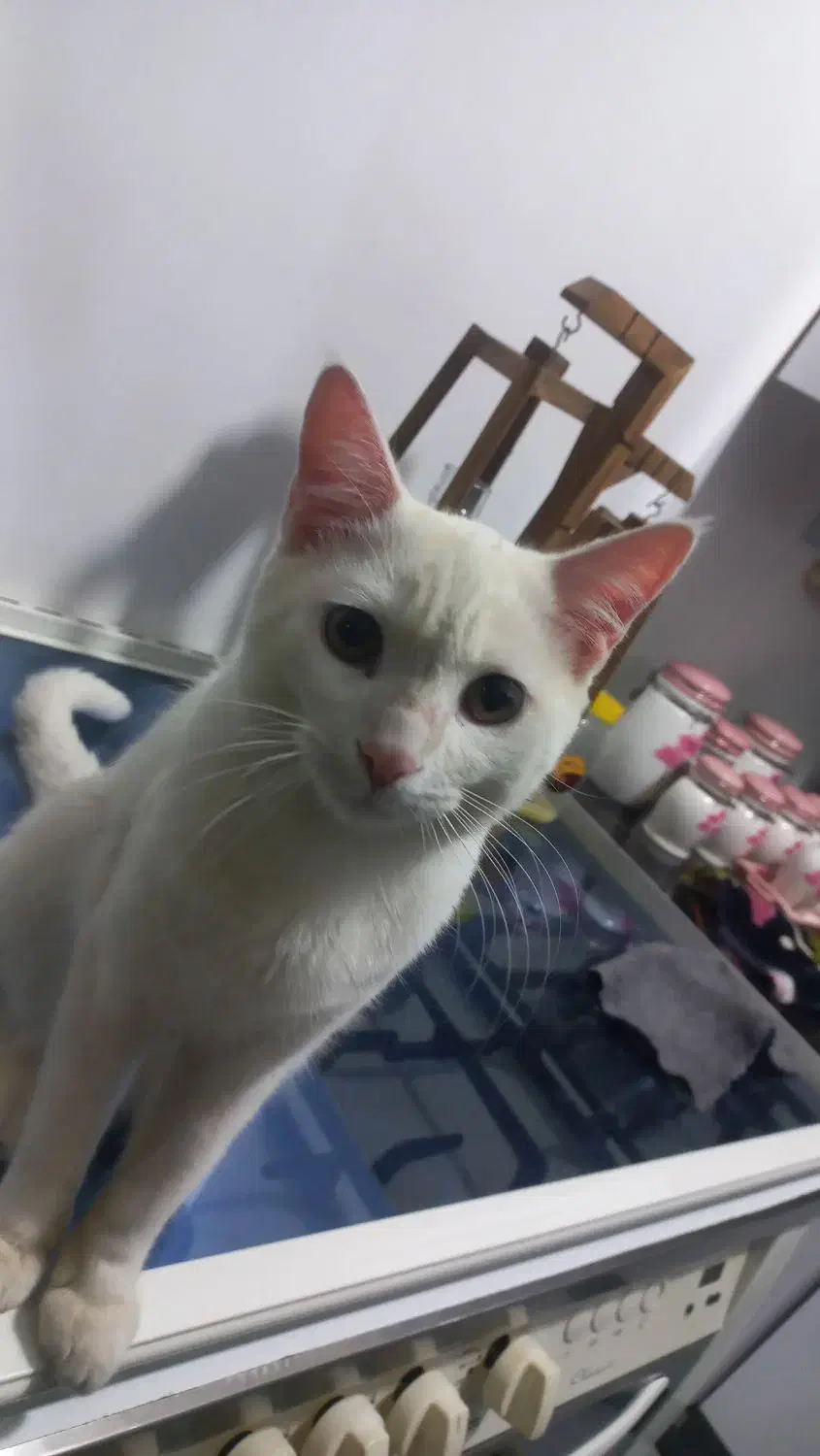 گربه خانگی|گربه|مشهد, فدک|دیوار