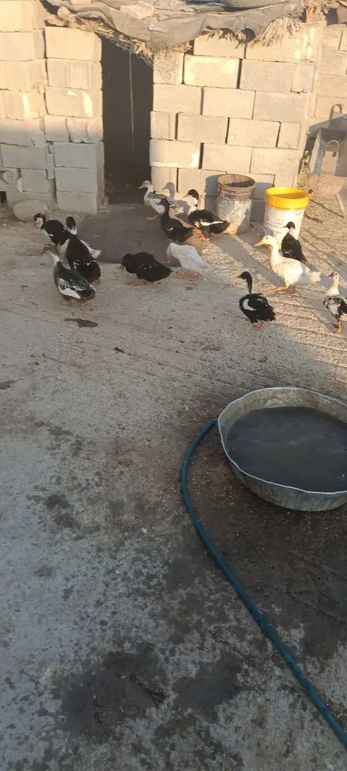 اوردک جفتی 600|حیوانات مزرعه|لنده, |دیوار