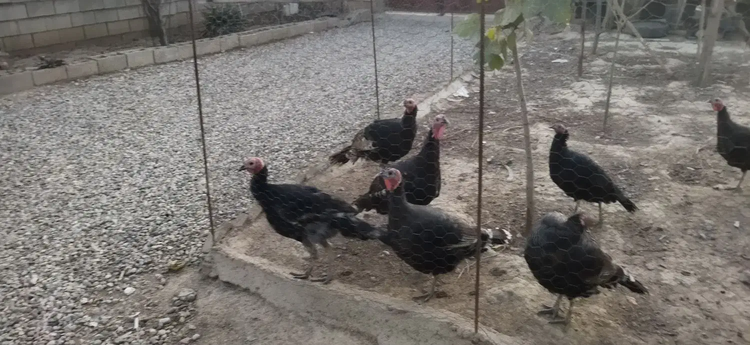 فروش بوقلمون|حیوانات مزرعه|گنبد کاووس, |دیوار