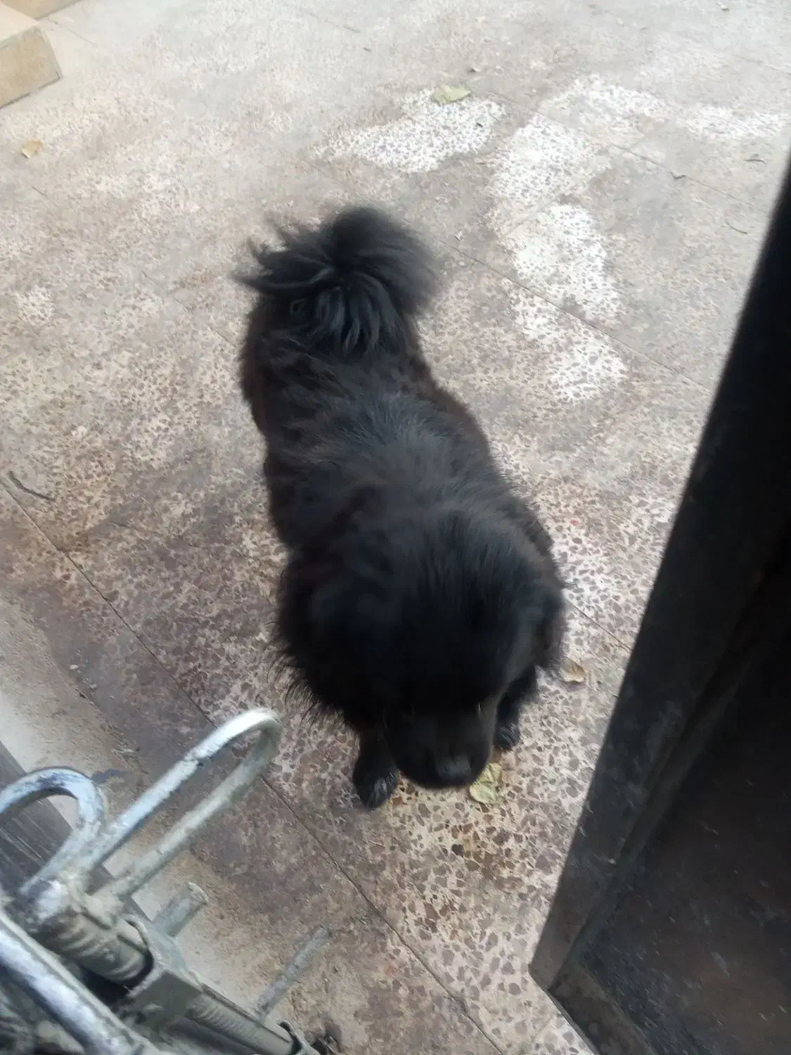 سگ نگهبان|سگ|باغستان, |دیوار