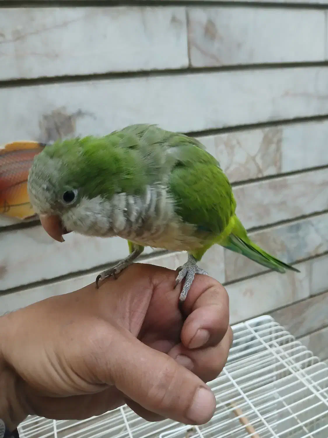 طوطی راهب نر فوق العاده دستی|پرنده|اصفهان, کوجان|دیوار