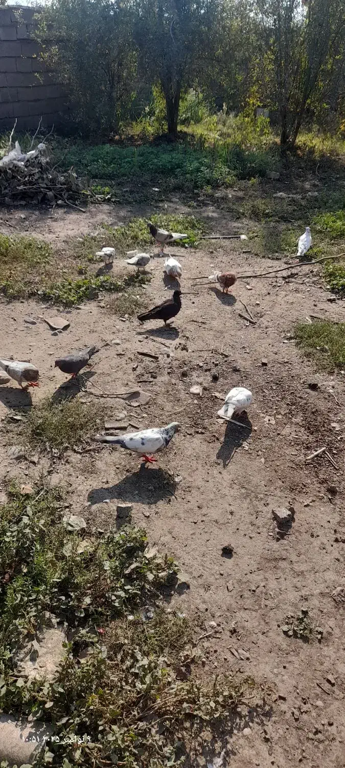 فروش کبوتر|پرنده|فاضل آباد, |دیوار