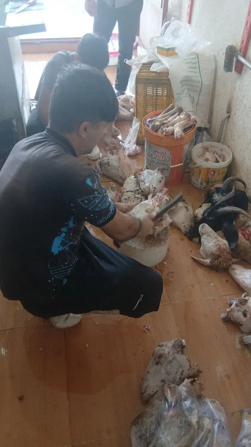 کله پاچه چپش،تکه،شیشک، گوسفند موجود میباشد|خوردنی و آشامیدنی|مهربان, |دیوار