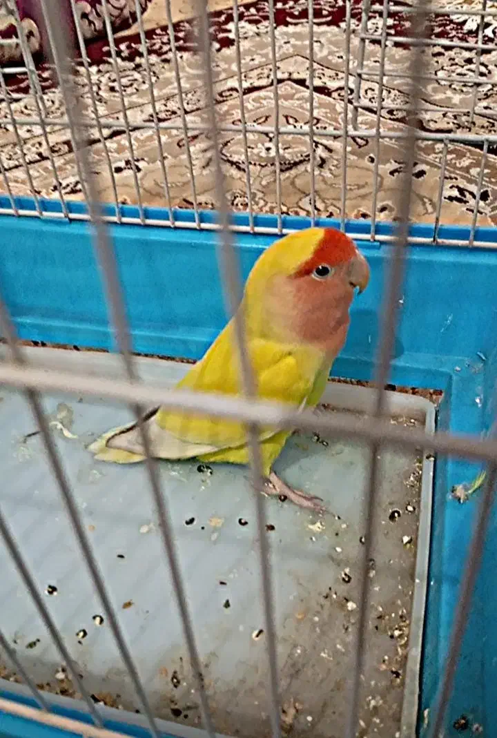 طوطی برزیلی گرفتنی|پرنده|نقده, |دیوار