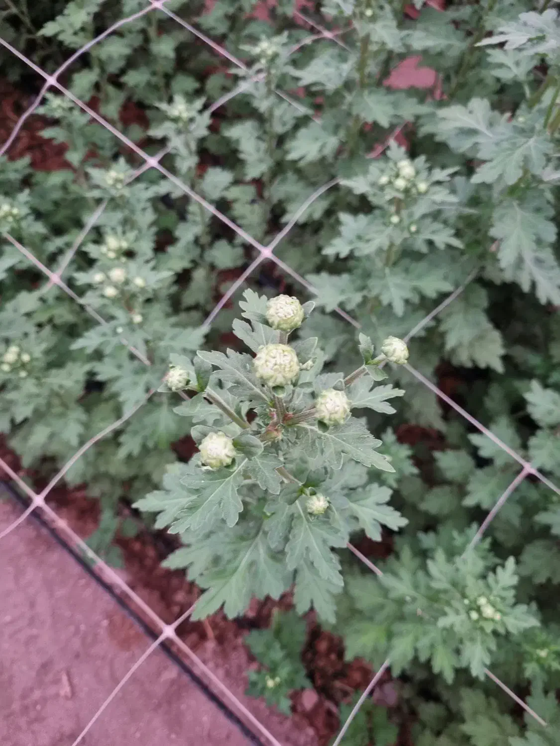 فروش عمده گل شاخه بریده داوودی برای تاریخ ۵ آذر|گل و گیاه طبیعی|زواره, |دیوار