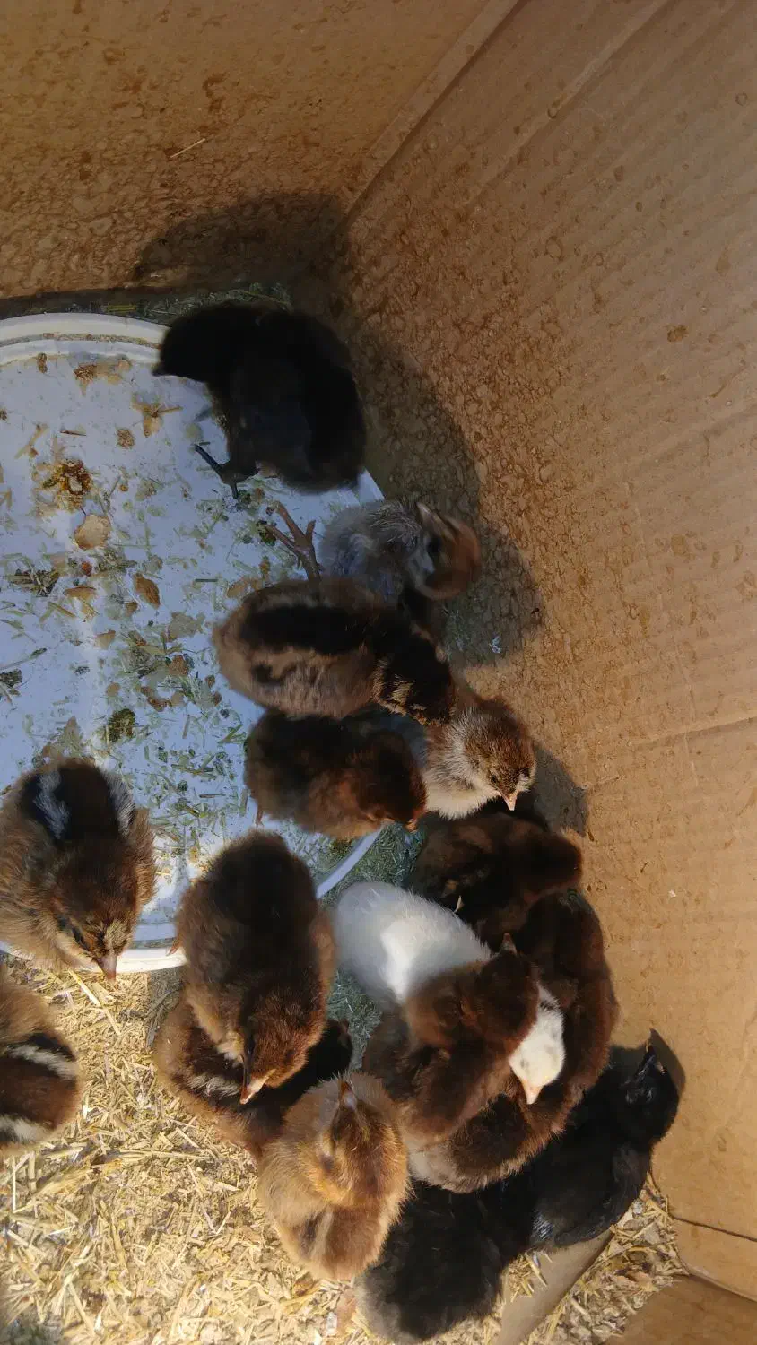 فروش جوجه محلی|حیوانات مزرعه|شیروان (خراسان), |دیوار