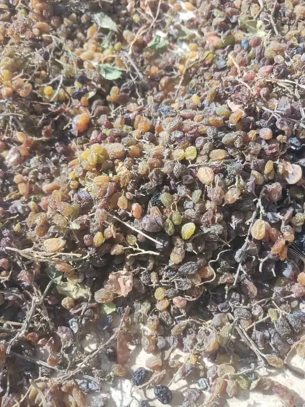 کشمش|خوردنی و آشامیدنی|قزوین, |دیوار