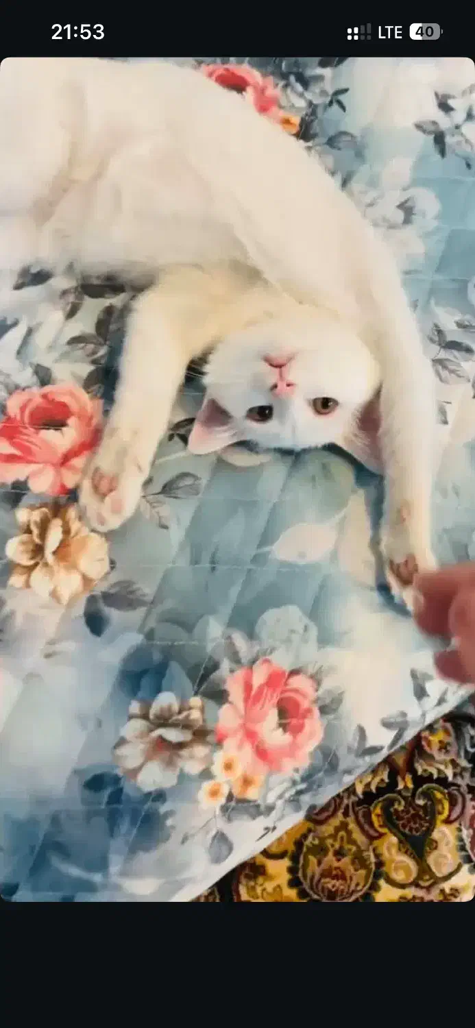 واگذاری گربه زیبا|گربه|کرمانشاه, |دیوار