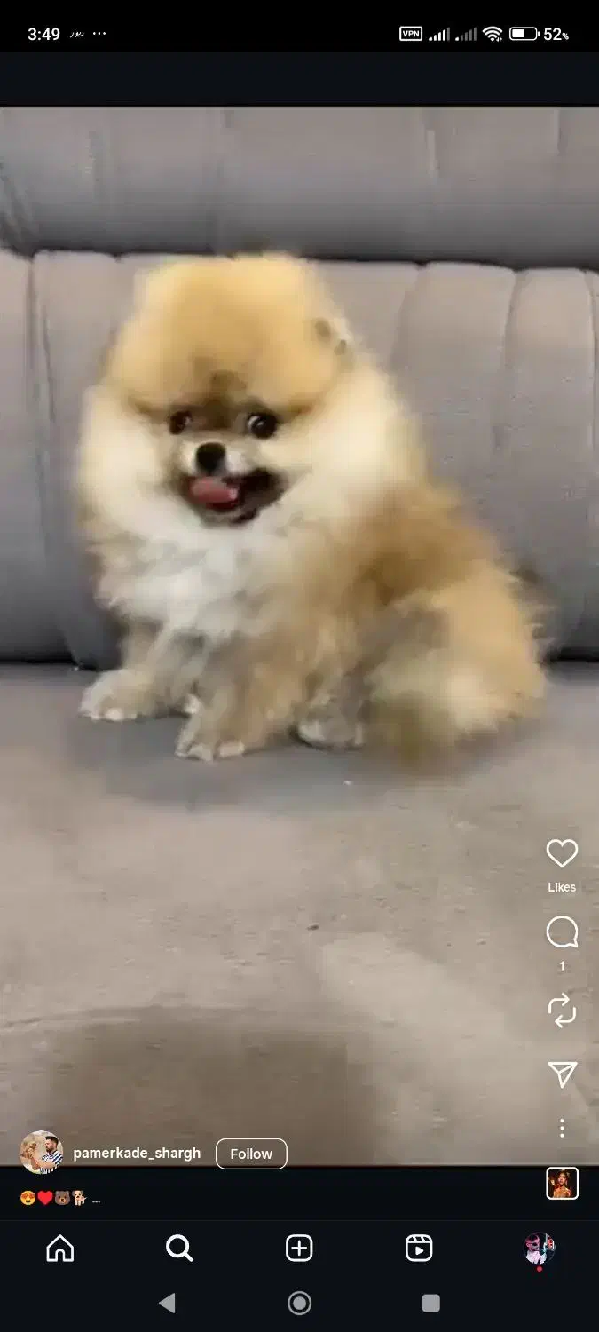 معاوضه یا فروش پامرخرسی بو فیس|سگ|سیرجان, |دیوار