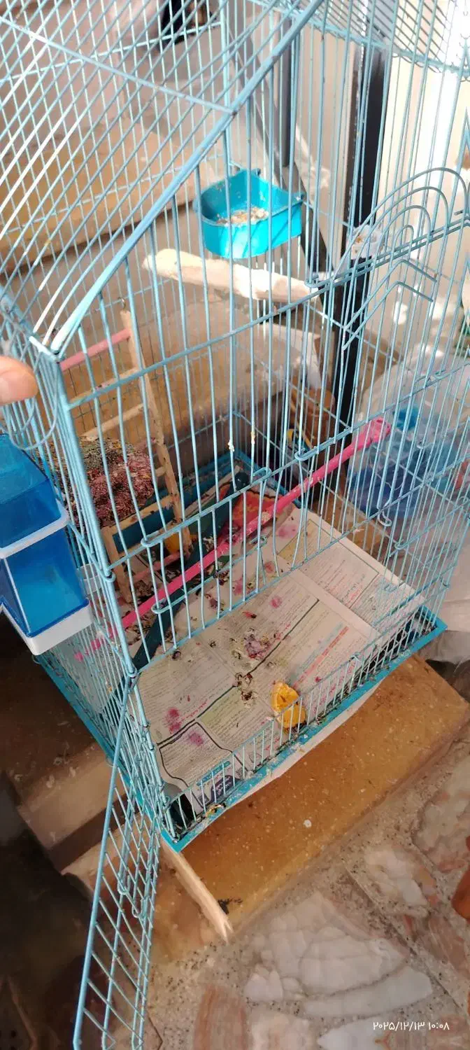 قفس بزرک طوطی سانان|لوازم جانبی حیوانات|شیراز, صاحب الزمان|دیوار