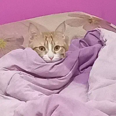 گربه نژاد DSH|گربه|شاهینشهر, شهرک گلدیس|دیوار