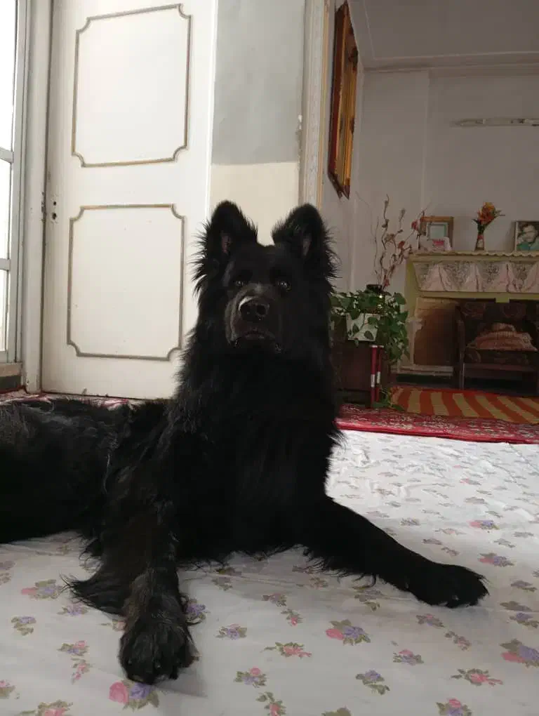 ژرمن بلک جهت کشش|سگ|شیراز, امام حسین|دیوار