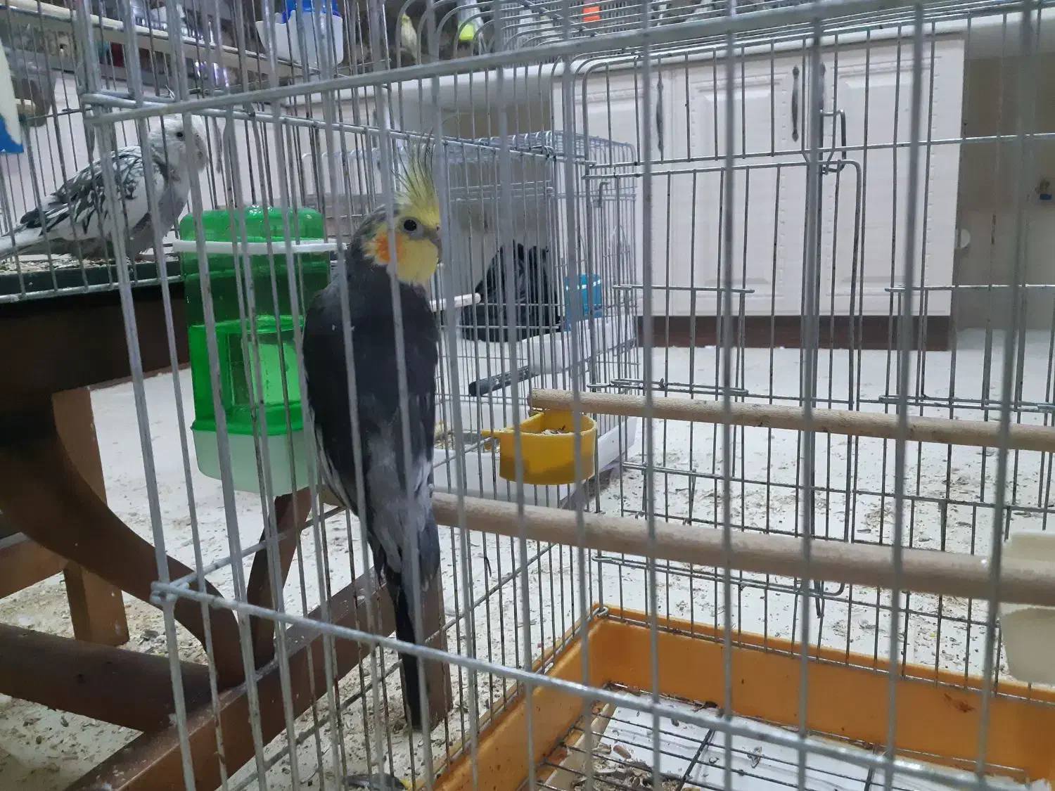 عروس هلندی|پرنده|قم, بنیاد|دیوار