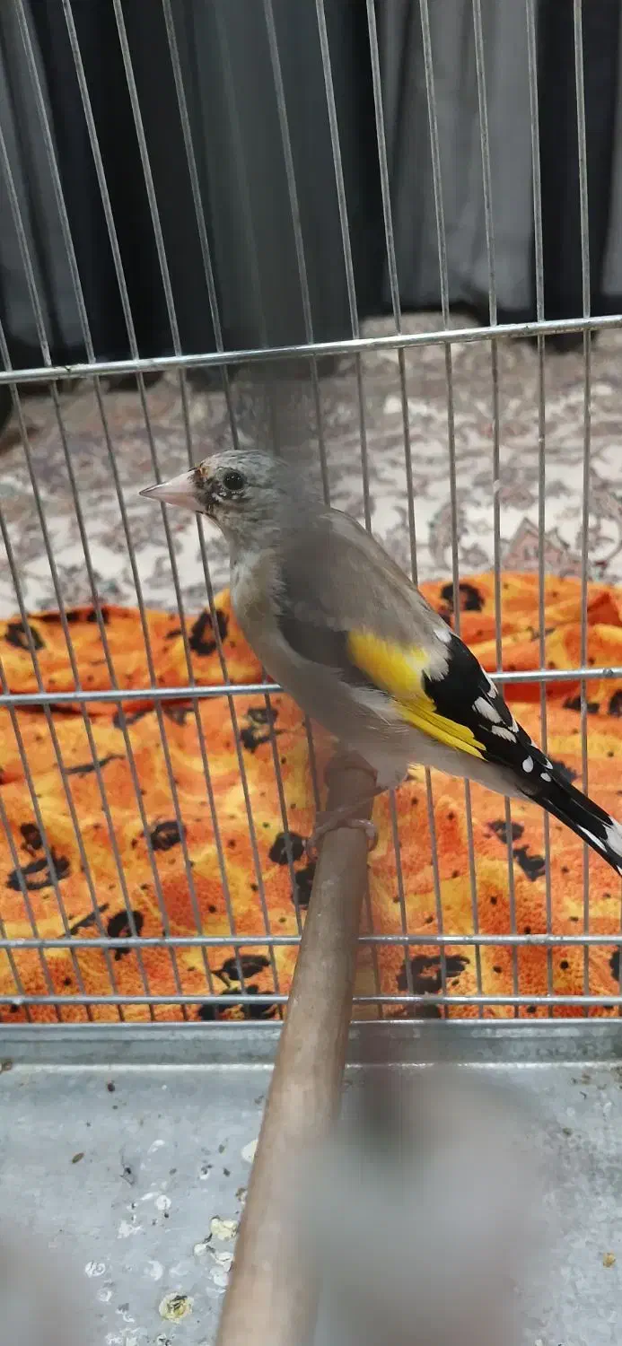 جوجه|پرنده|بهارستان, |دیوار