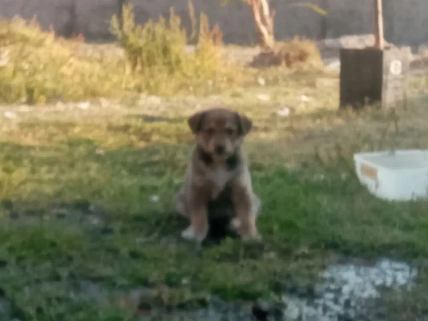 سگ ننه بابا دار خوب|سگ|تهران, سوهانک|دیوار