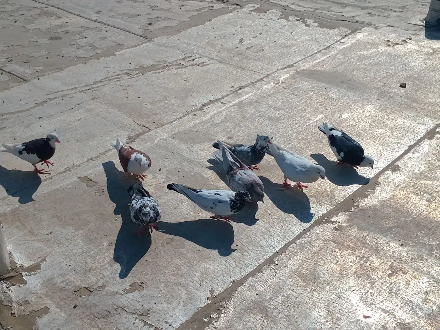 تهرانی|پرنده|بهار, |دیوار