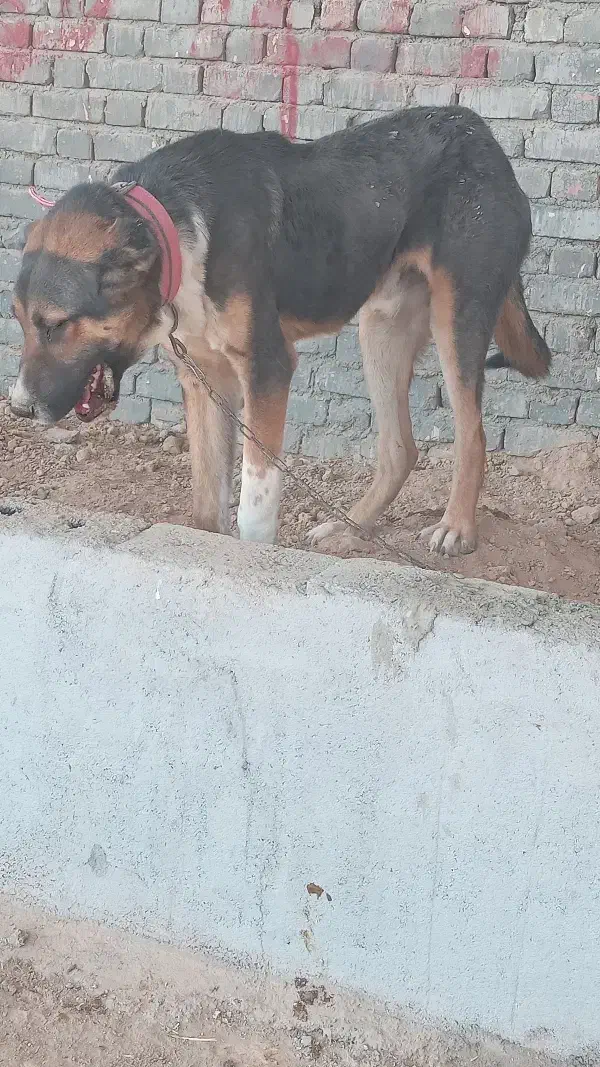 سرابی ۶ ماهه|سگ|لنجان, |دیوار