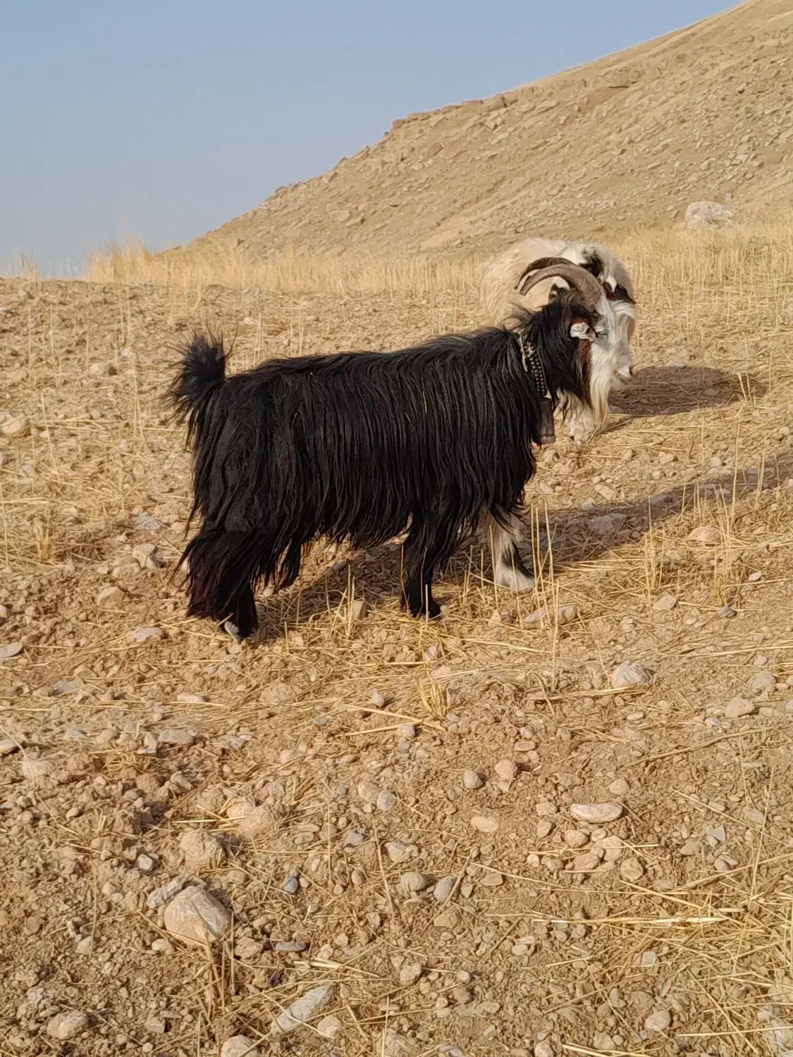 بَعده جلورو گَله|حیوانات مزرعه|گتوند, |دیوار