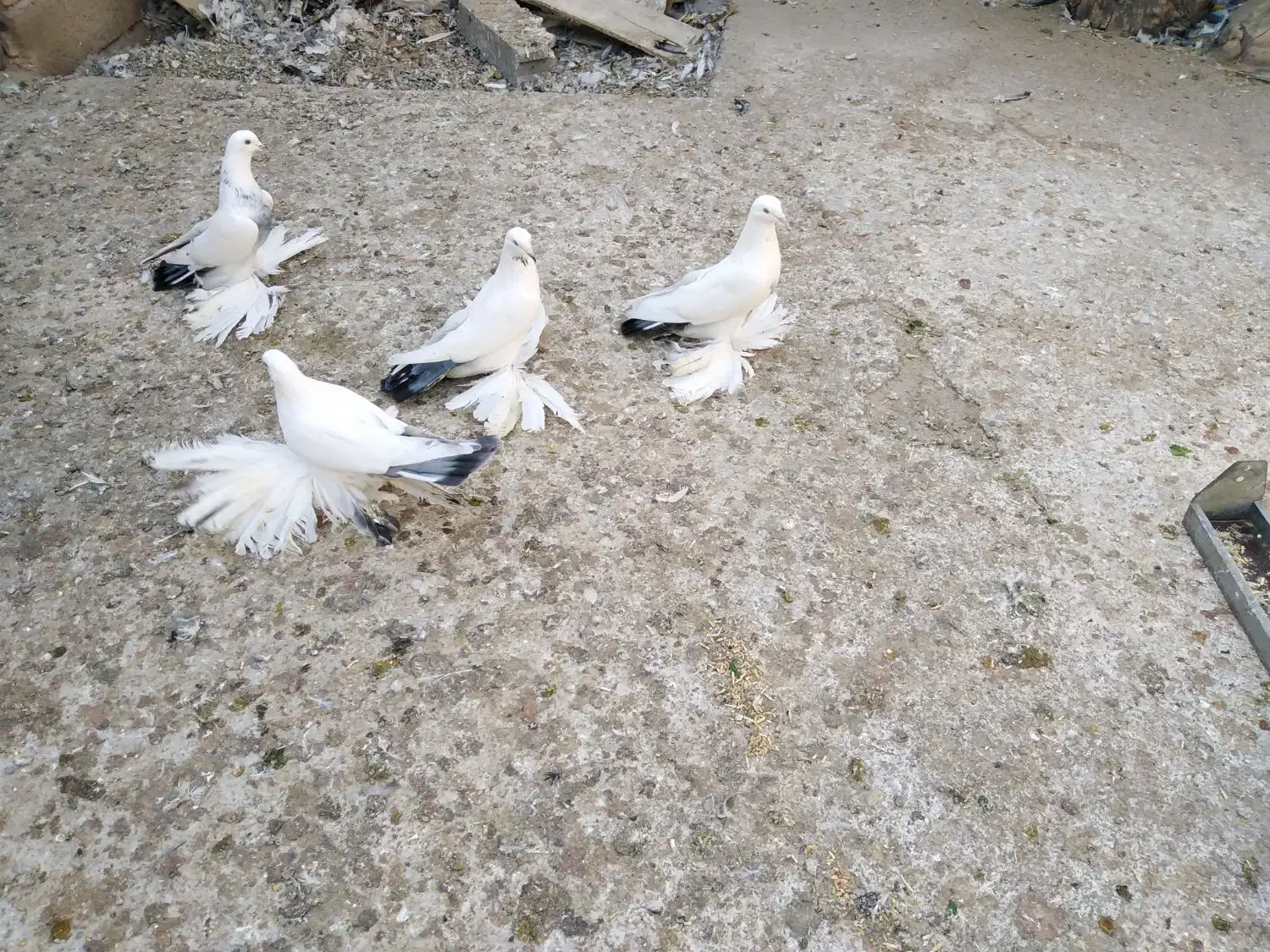 کبوتر، گوی گویروخ ایاخلی|پرنده|خسروشاه, |دیوار