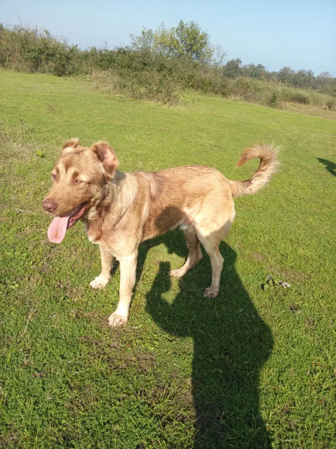 سگ سراب عراقی سرابی معاوضه باژرمن نر|سگ|آستانه اشرفیه, |دیوار