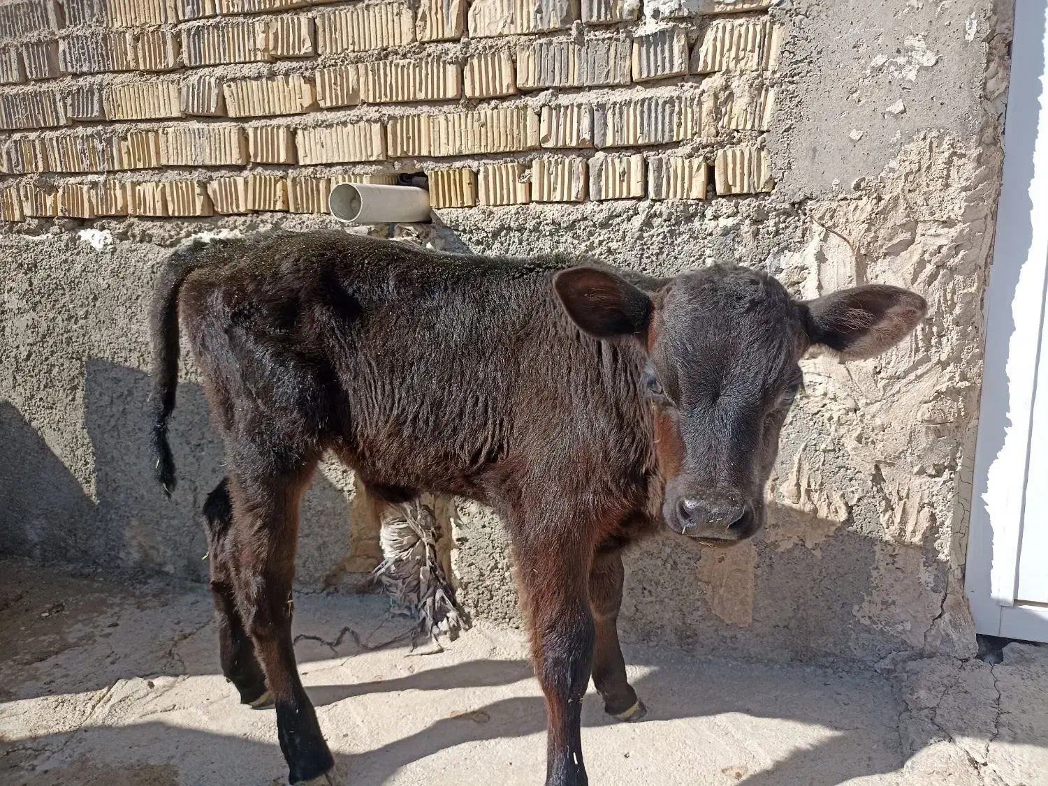 گوساله شیری|حیوانات مزرعه|کامفیروز, |دیوار