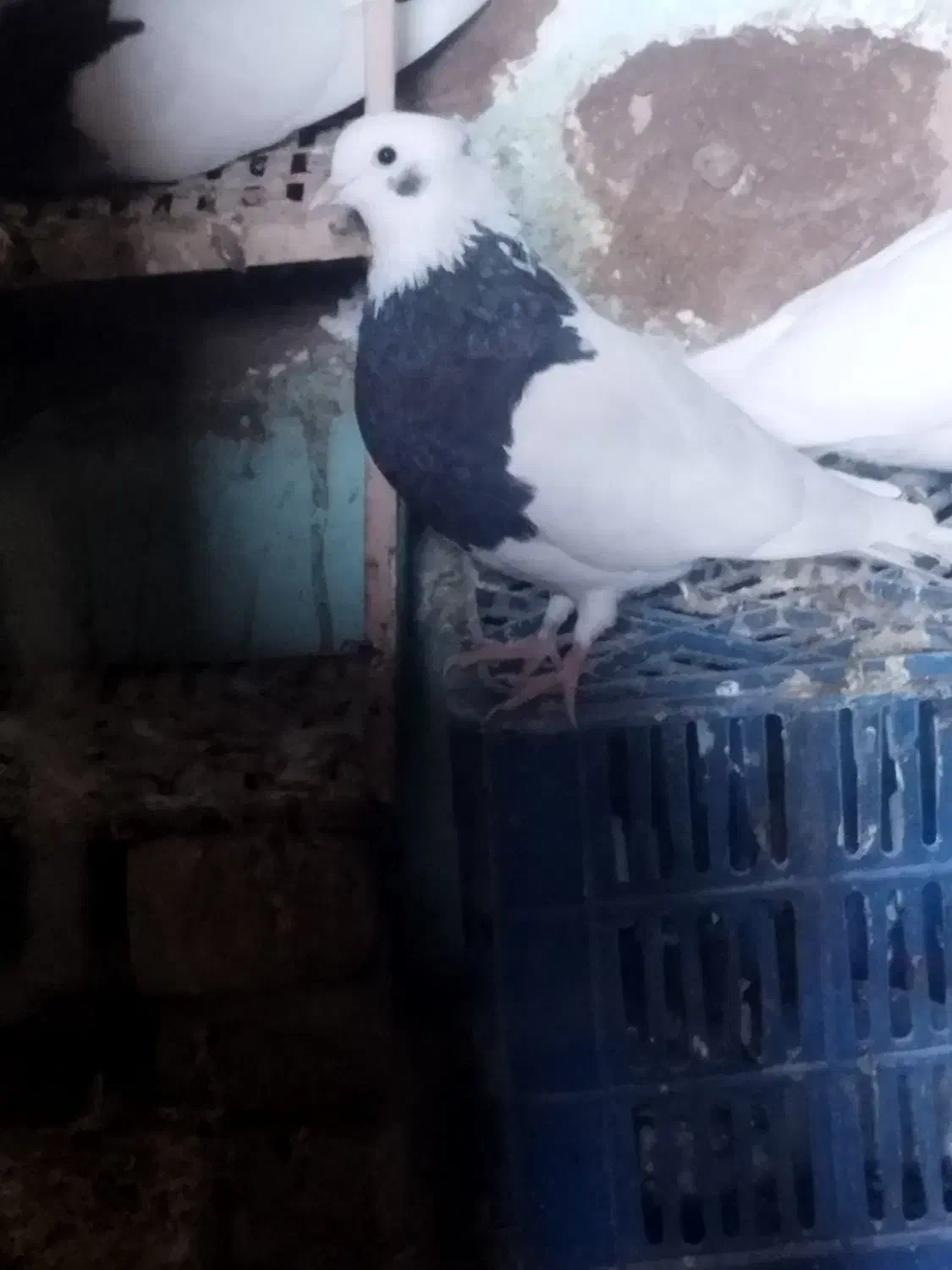 طوقیسیاه|پرنده|جوین, |دیوار