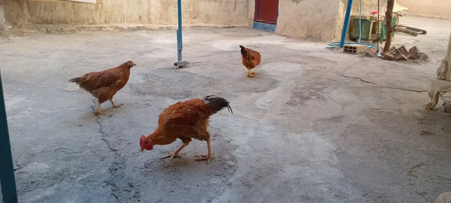 مرغ و خروس|حیوانات مزرعه|تهران, انبار نفت|دیوار