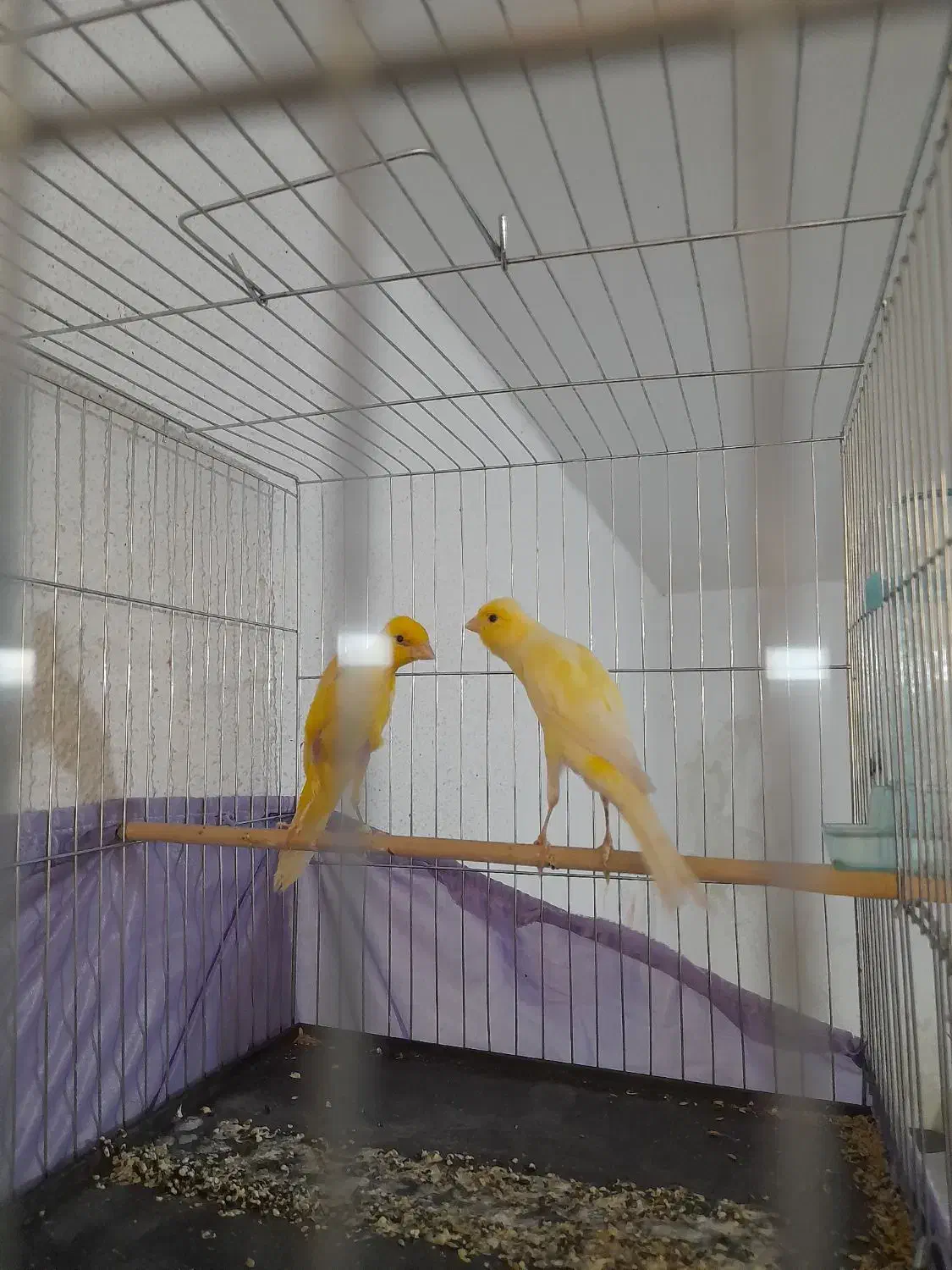 قناری|پرنده|تهران, میرداماد|دیوار