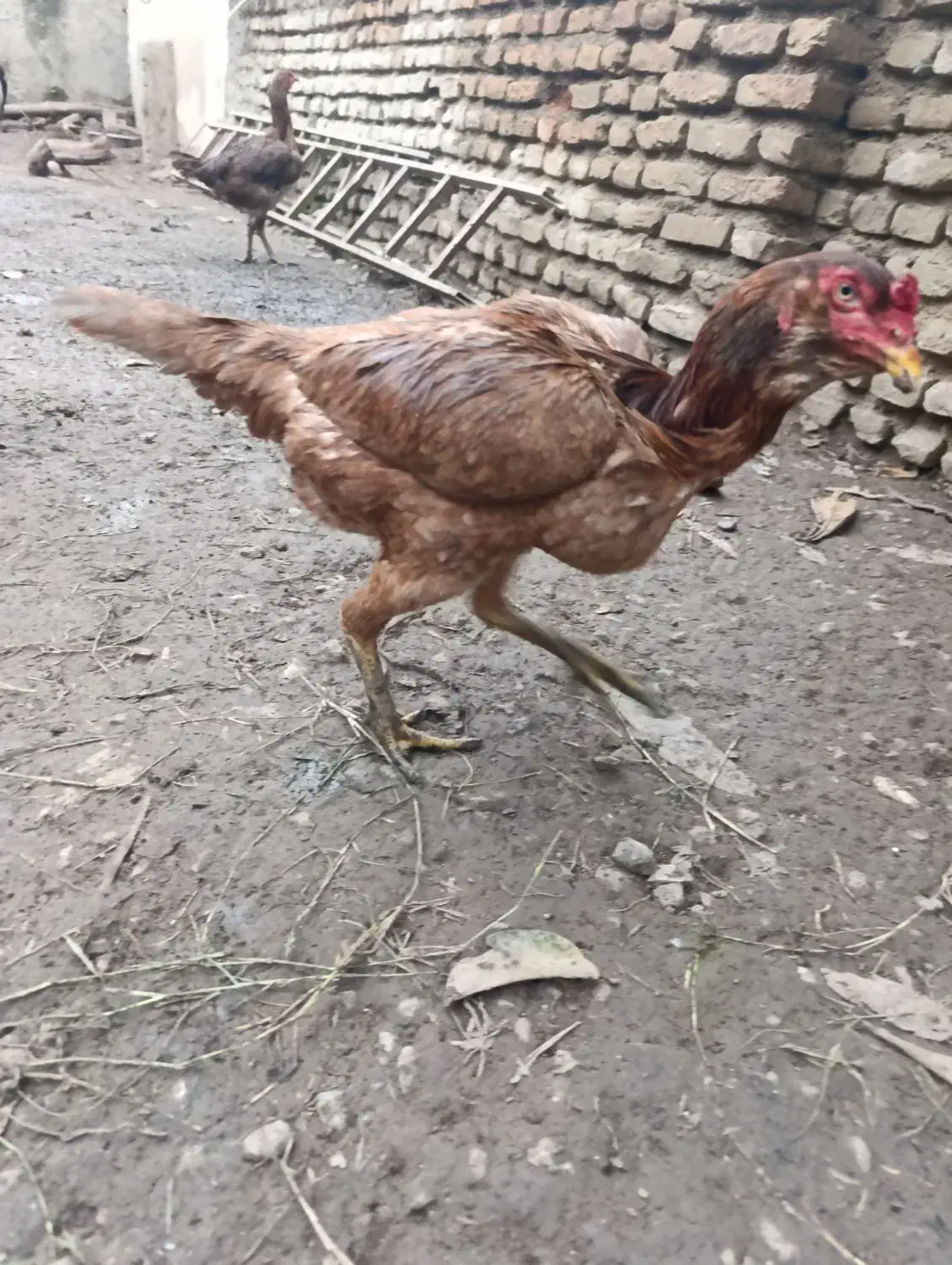 مرغ لاری|حیوانات مزرعه|گرگان, |دیوار