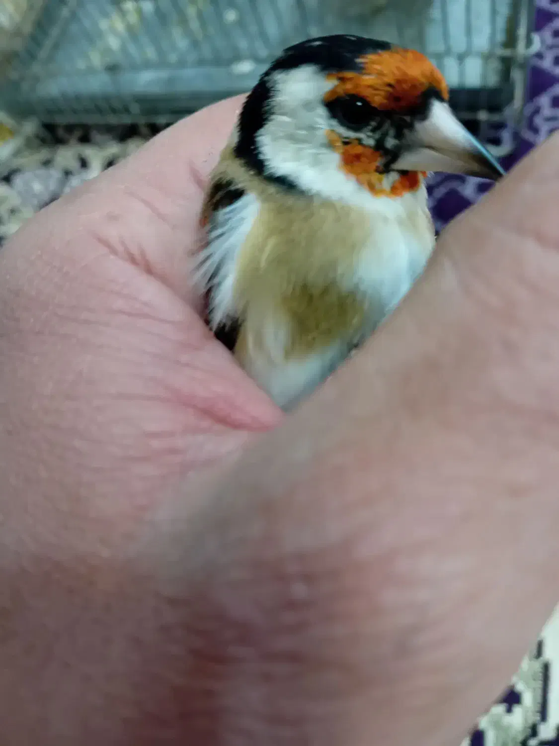 سهره نر خاص خاص|پرنده|تبریز, |دیوار