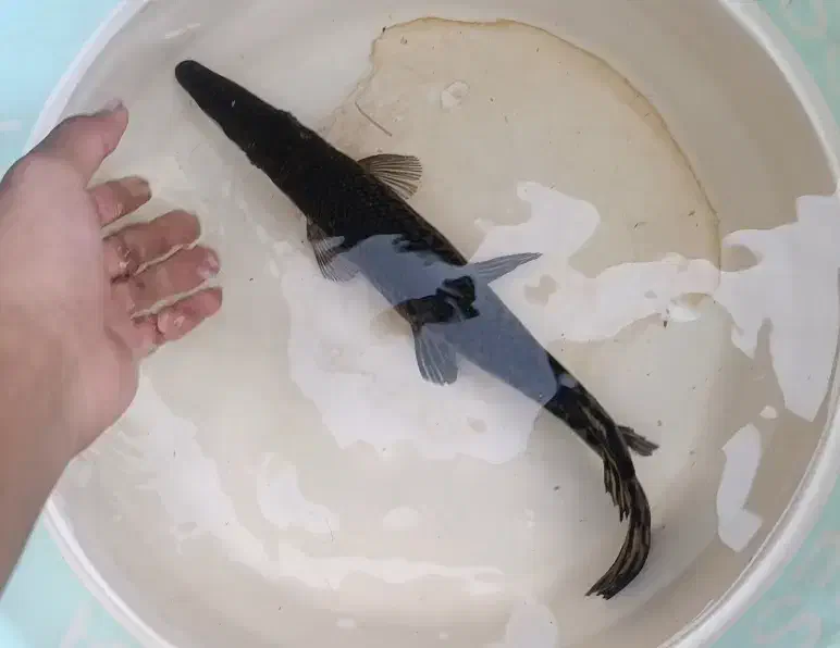 الیگیتور یا گار|ماهی|رامشیر, |دیوار