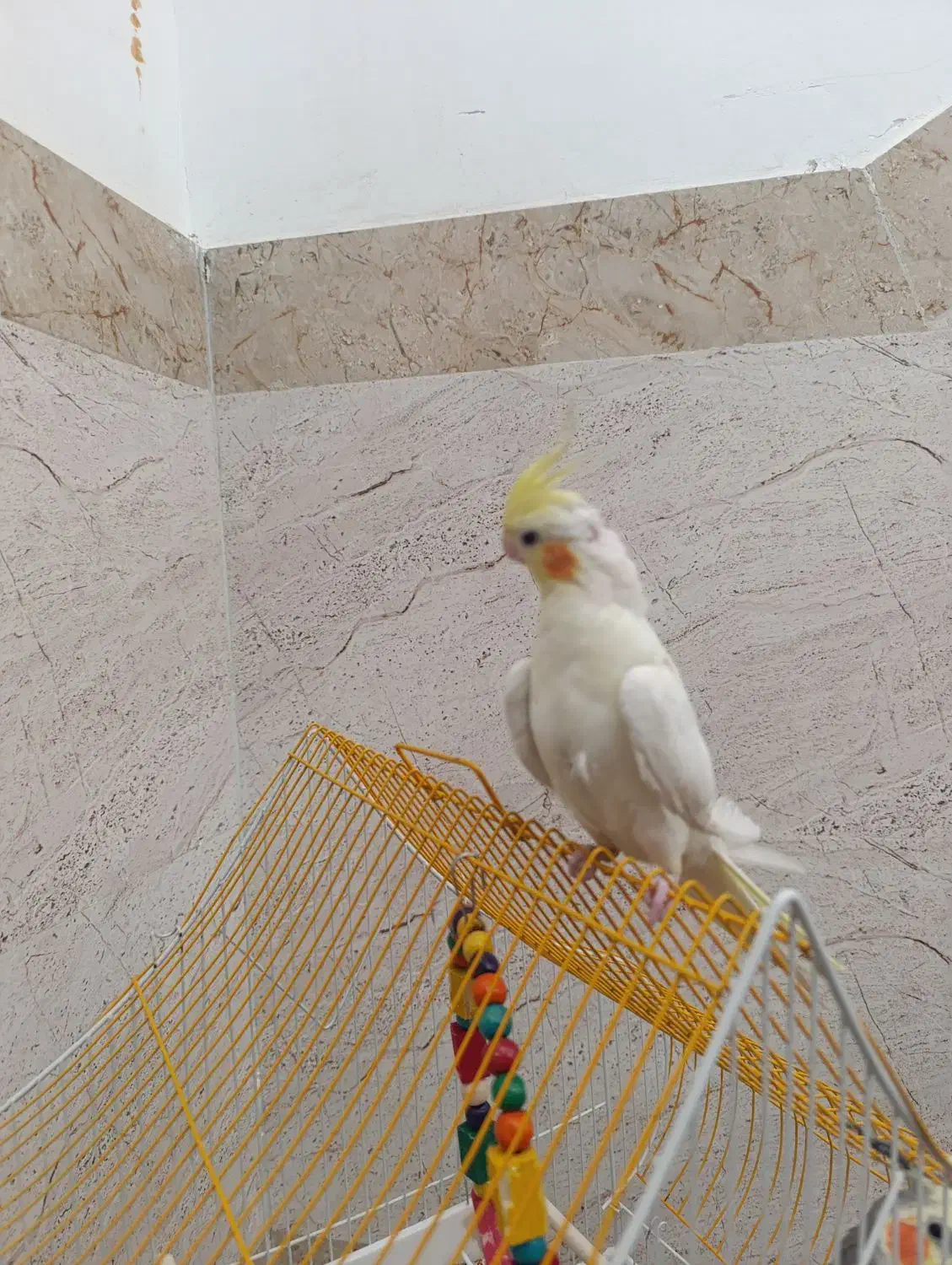 فرش عروس هلندی|پرنده|پیرانشهر, |دیوار