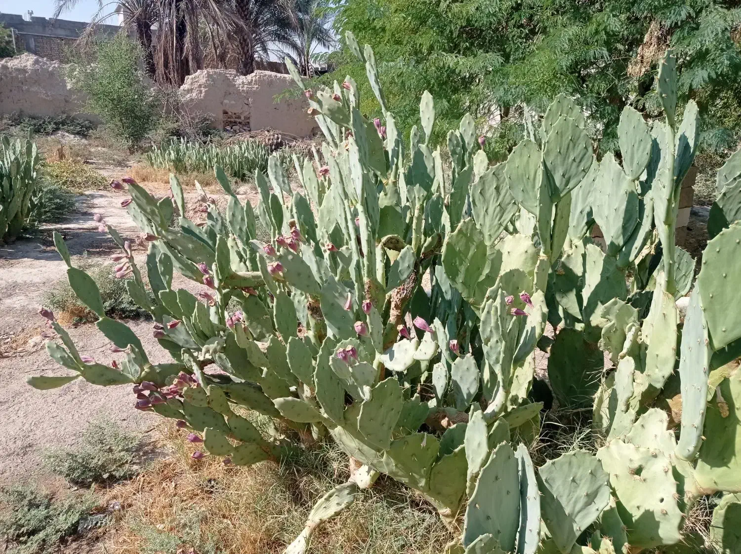 قلمه کاکتوس آپونتیای میوه دار|گل و گیاه طبیعی|گله دار, |دیوار