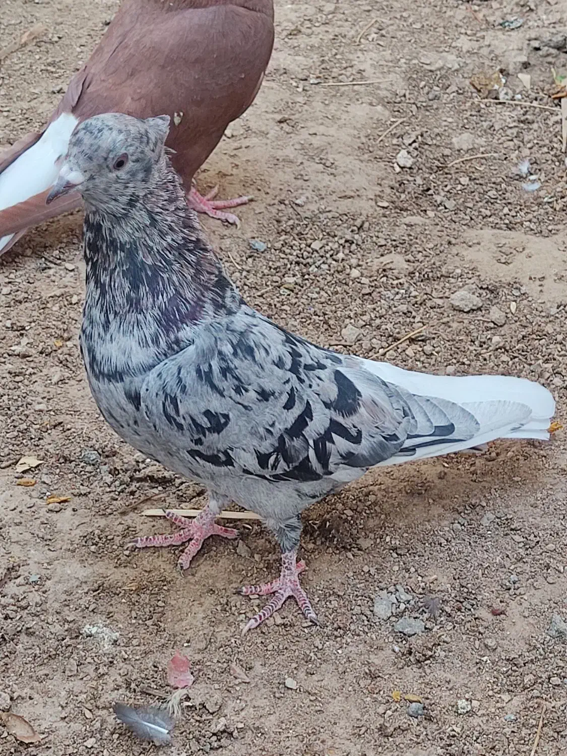 فروش سرور دم سفید نر|پرنده|شیراز, درکی|دیوار