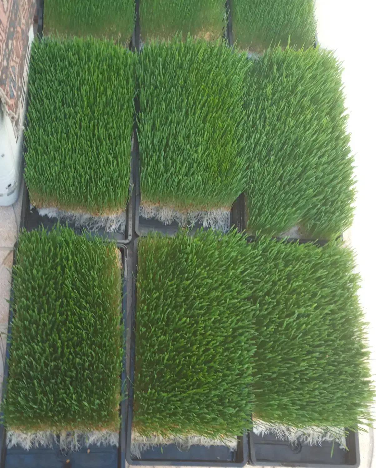 علوفه دام وطیور|حیوانات مزرعه|میاندوآب, |دیوار