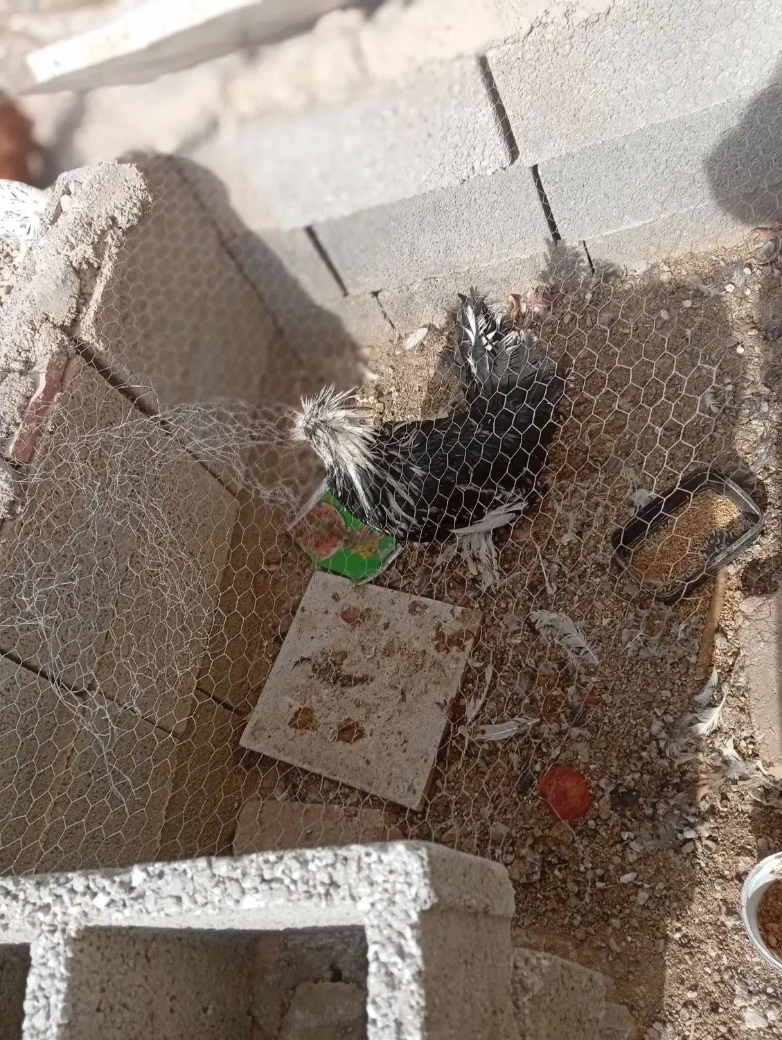 خروس|حیوانات مزرعه|نی‌ریز, |دیوار