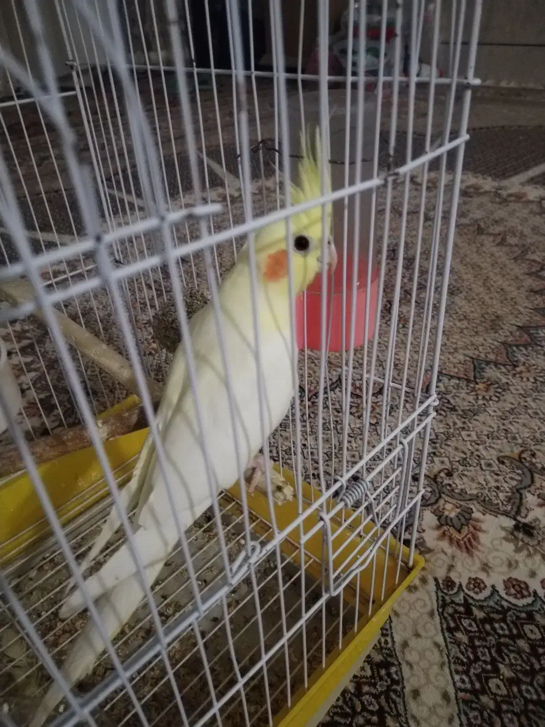 عروس هلندی  نروماده|پرنده|زابل, |دیوار