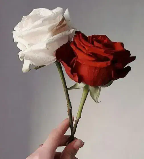 نیازبه سرمایه آزاد|استخدام مالی، حسابداری، حقوقی|زنجان, |دیوار