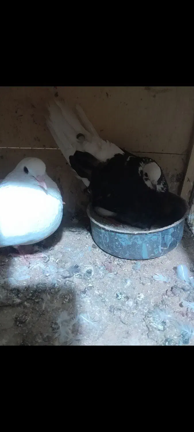 کفتر پرشی|پرنده|تهران, طیب|دیوار