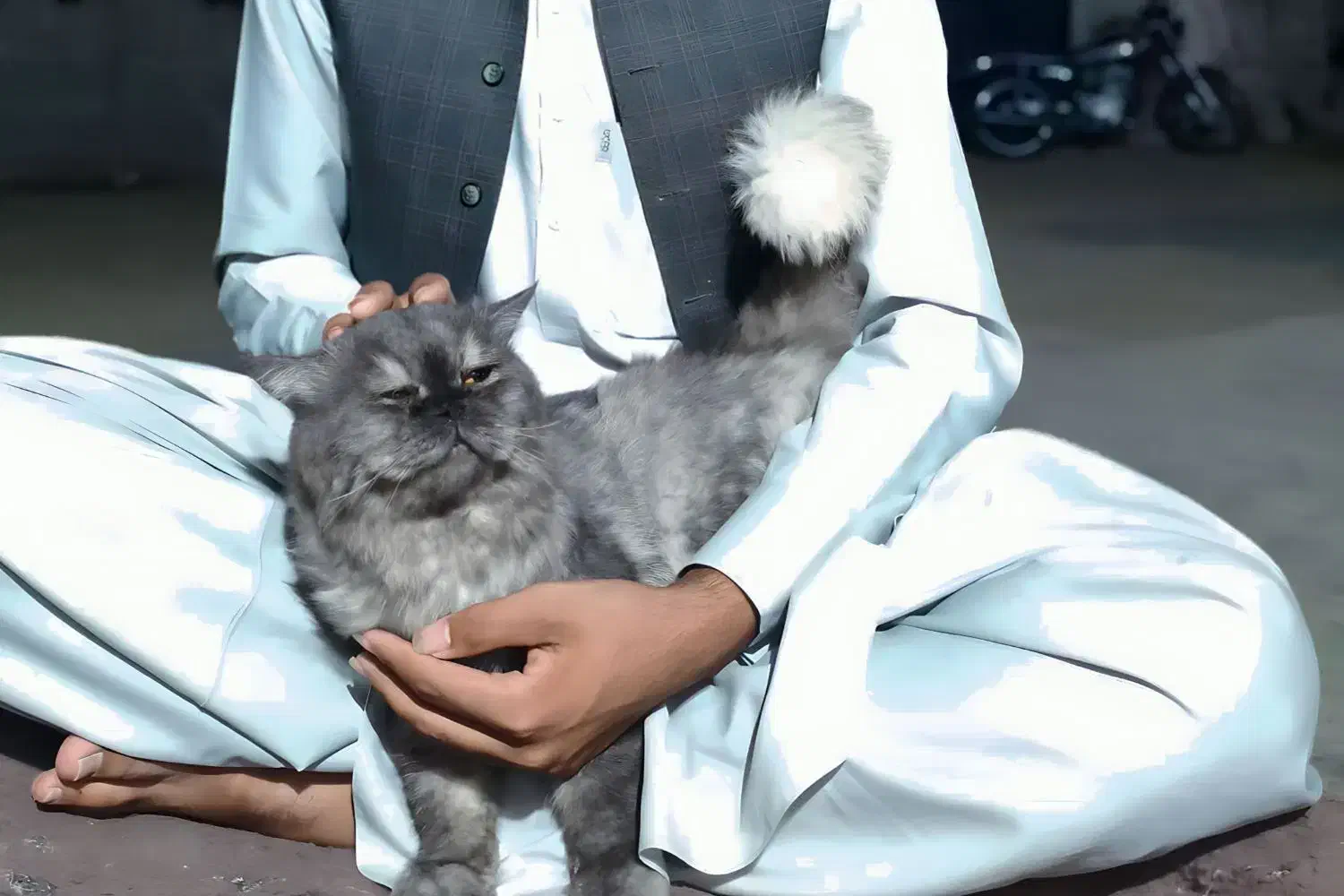 گربه پرشین تربیت شده خانگی|گربه|چابهار, |دیوار