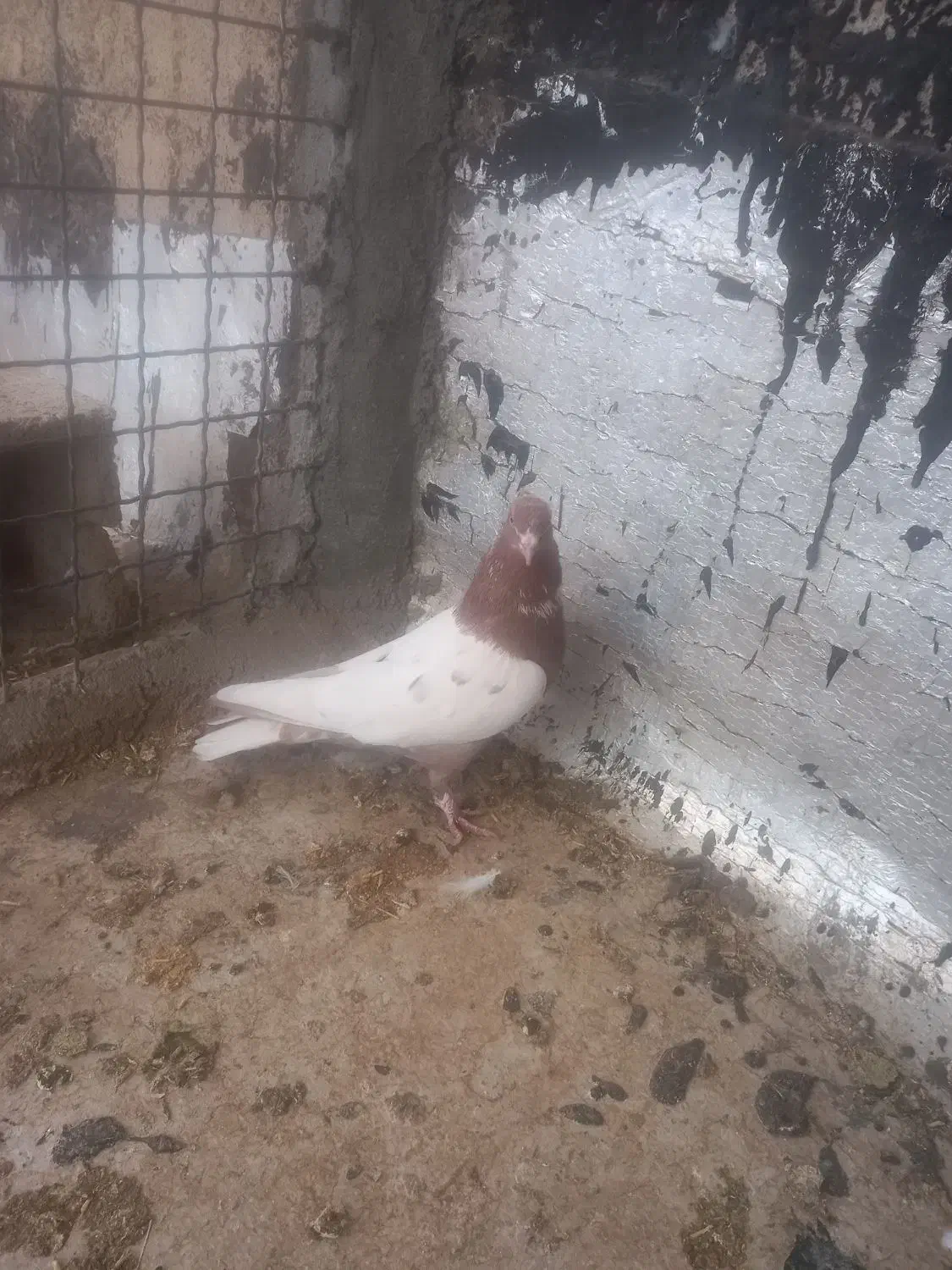 کبوتر|پرنده|جونقان, |دیوار