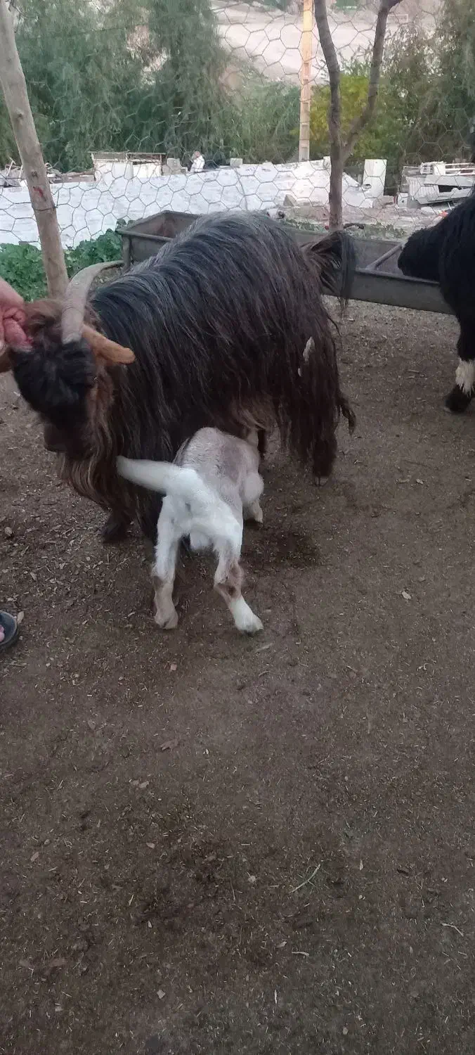 بز و بیگ|حیوانات مزرعه|مسجد سلیمان, |دیوار