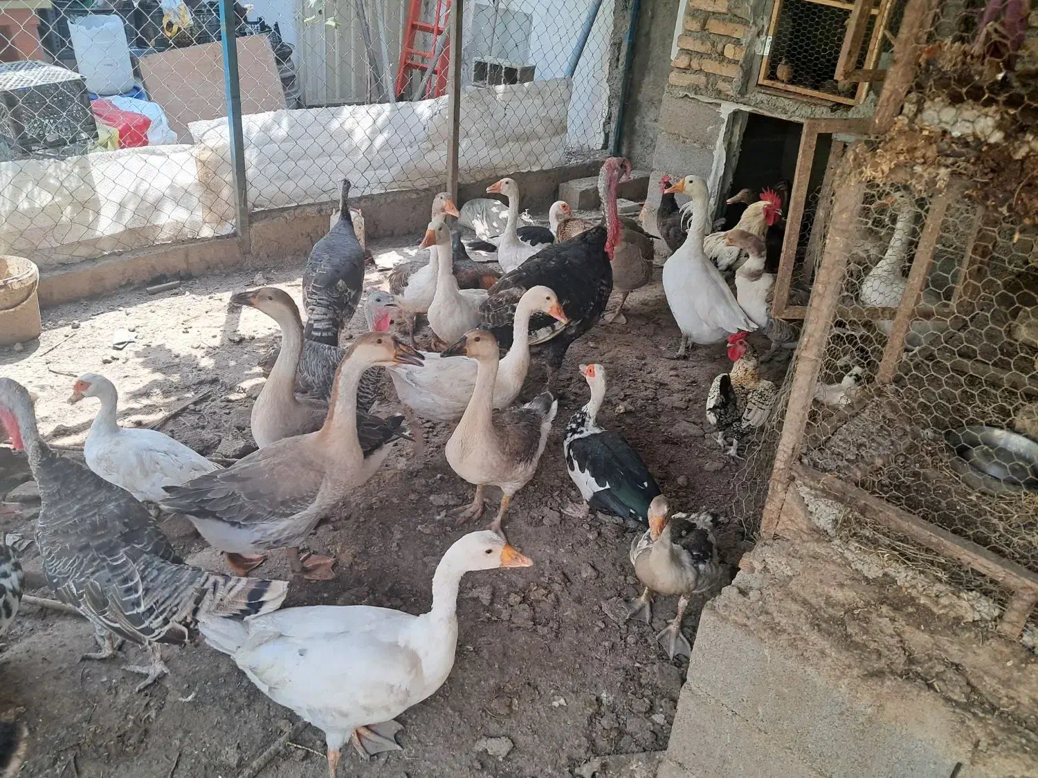 مرغ|حیوانات مزرعه|گرگان, |دیوار