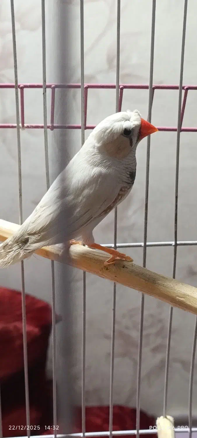 فنج مولد کاکولی نژاد دار|پرنده|پاکدشت, حصار امیر|دیوار